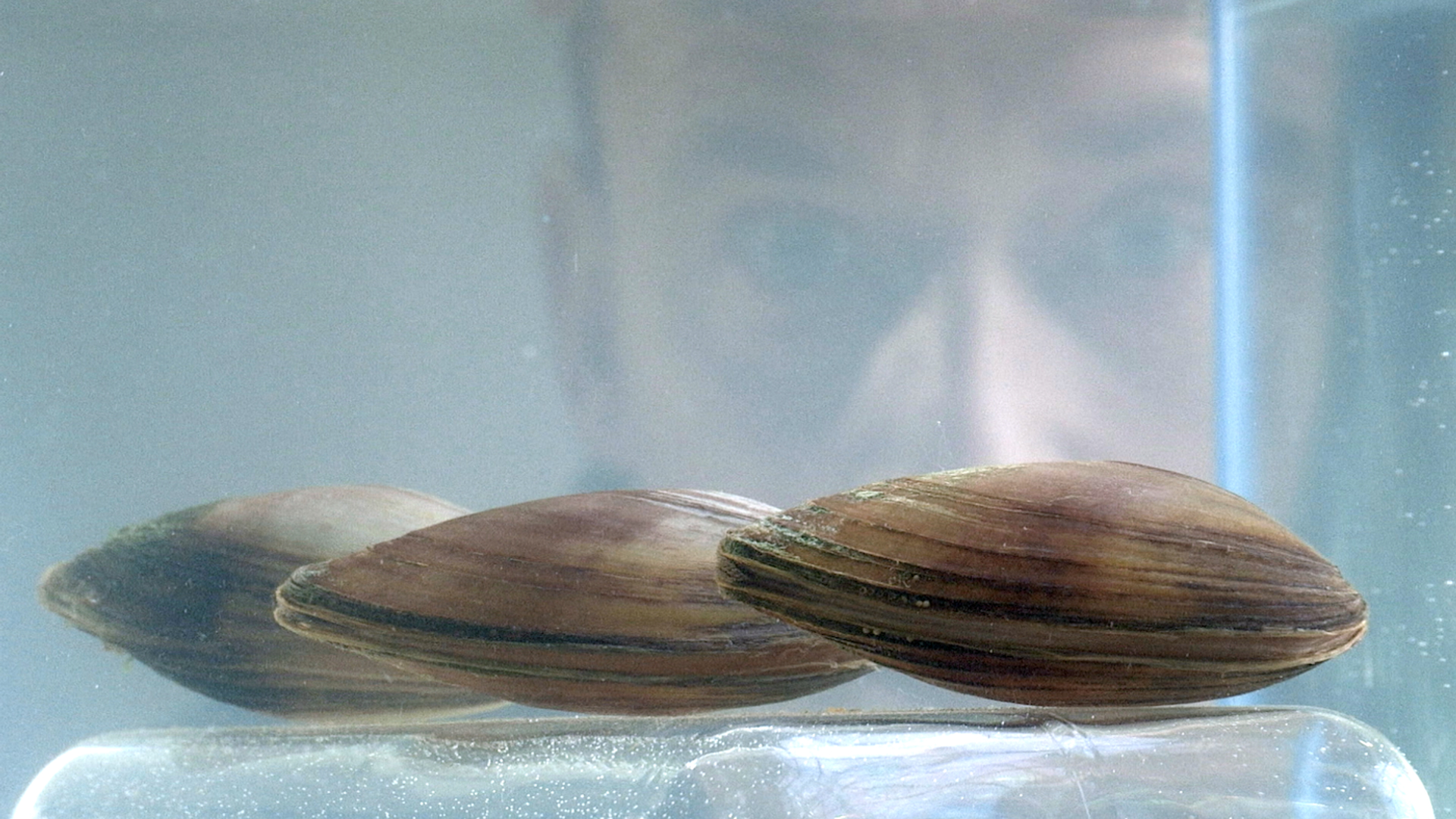 Po_awiacz-1724745104