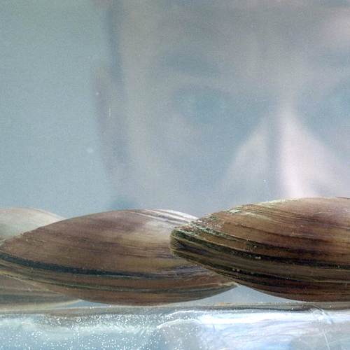 Hoe mosselen in Polen het kraanwater bewaken