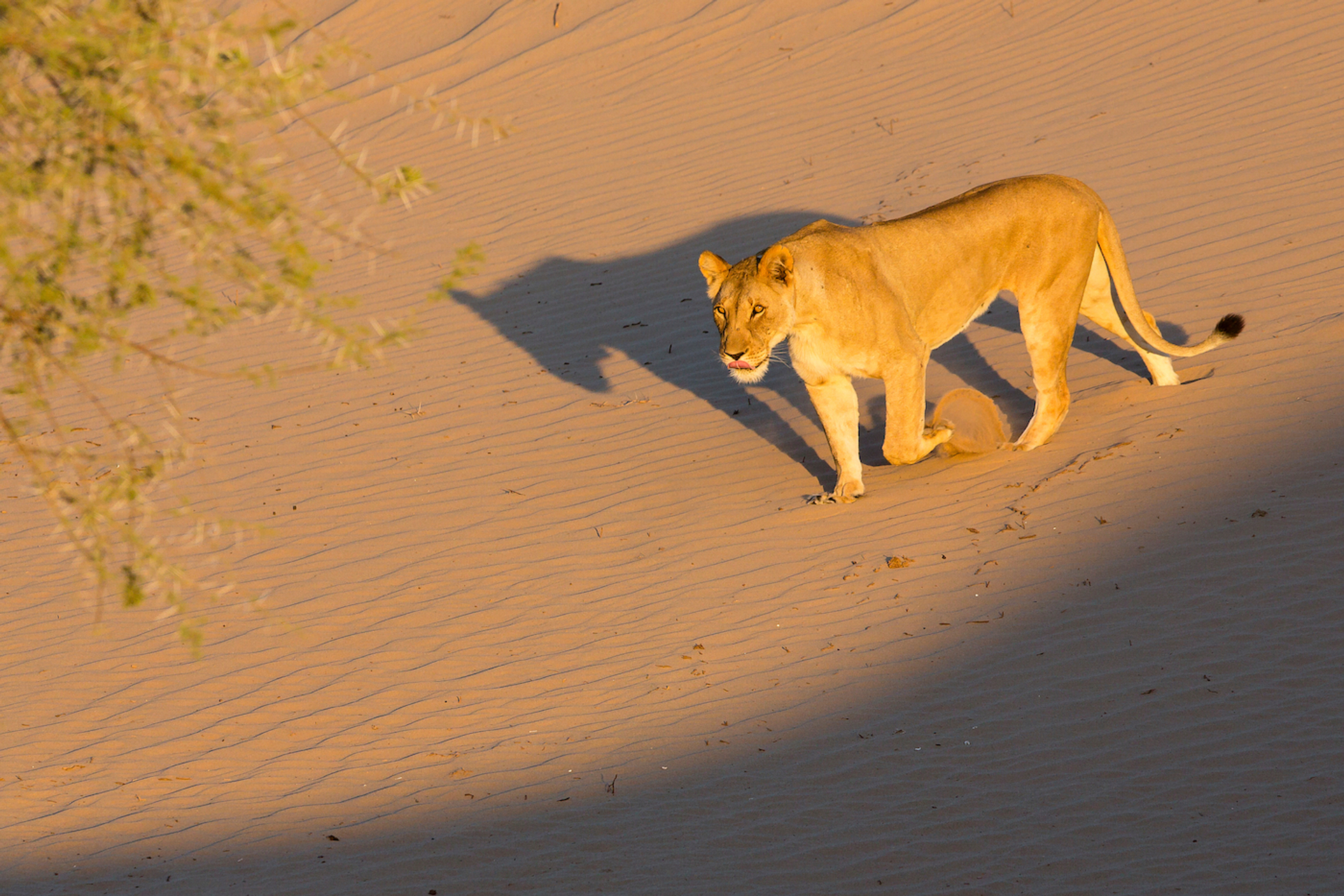 Thomas_Retterath___Shutterstock-1680796660