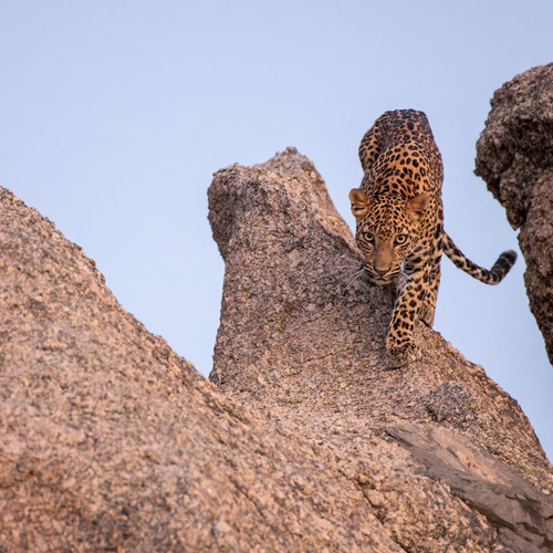 In Bera leven luipaarden en herders vreedzaam samen