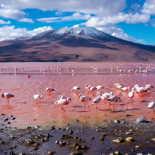 Van bubblegumroze water tot verdronken dennenbos: een greep uit ’s werelds meest bizarre meren