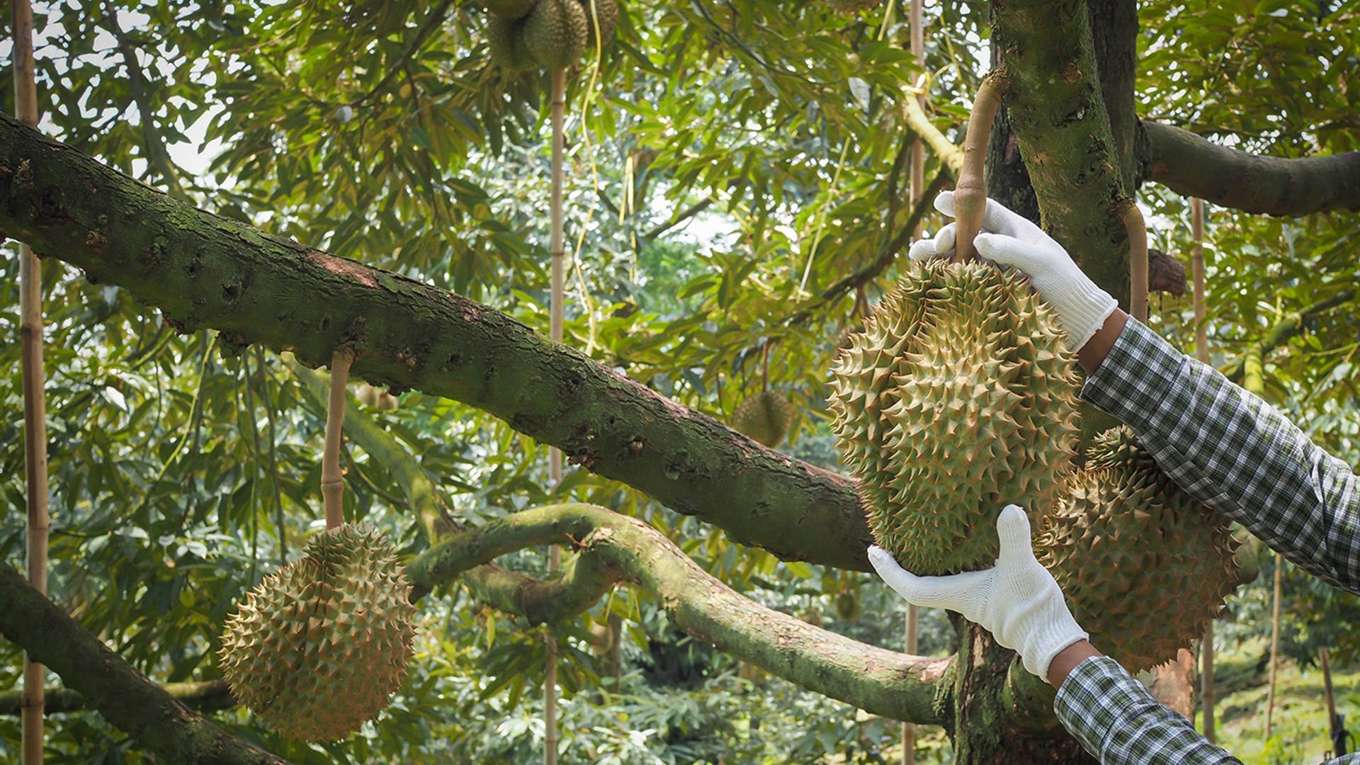 3OR_Durian_aan_boom_Azie-1667222719