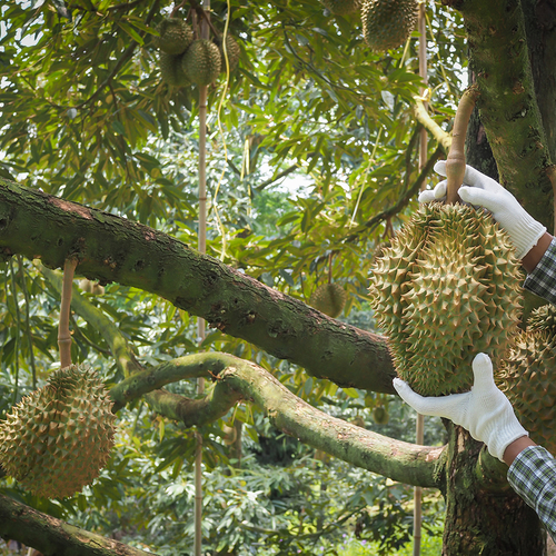 In de categorie 'verboden vrucht': dit is het meest stinkende fruit ter wereld
