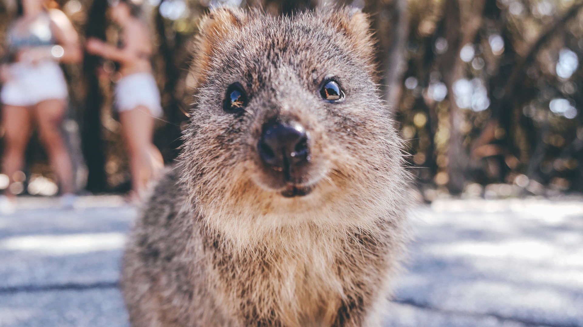 3OR_Quokka_1-1668778137