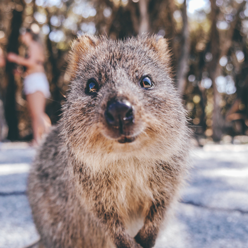 Zeldzamer kan niet: deze dieren vind je bijna nergens anders