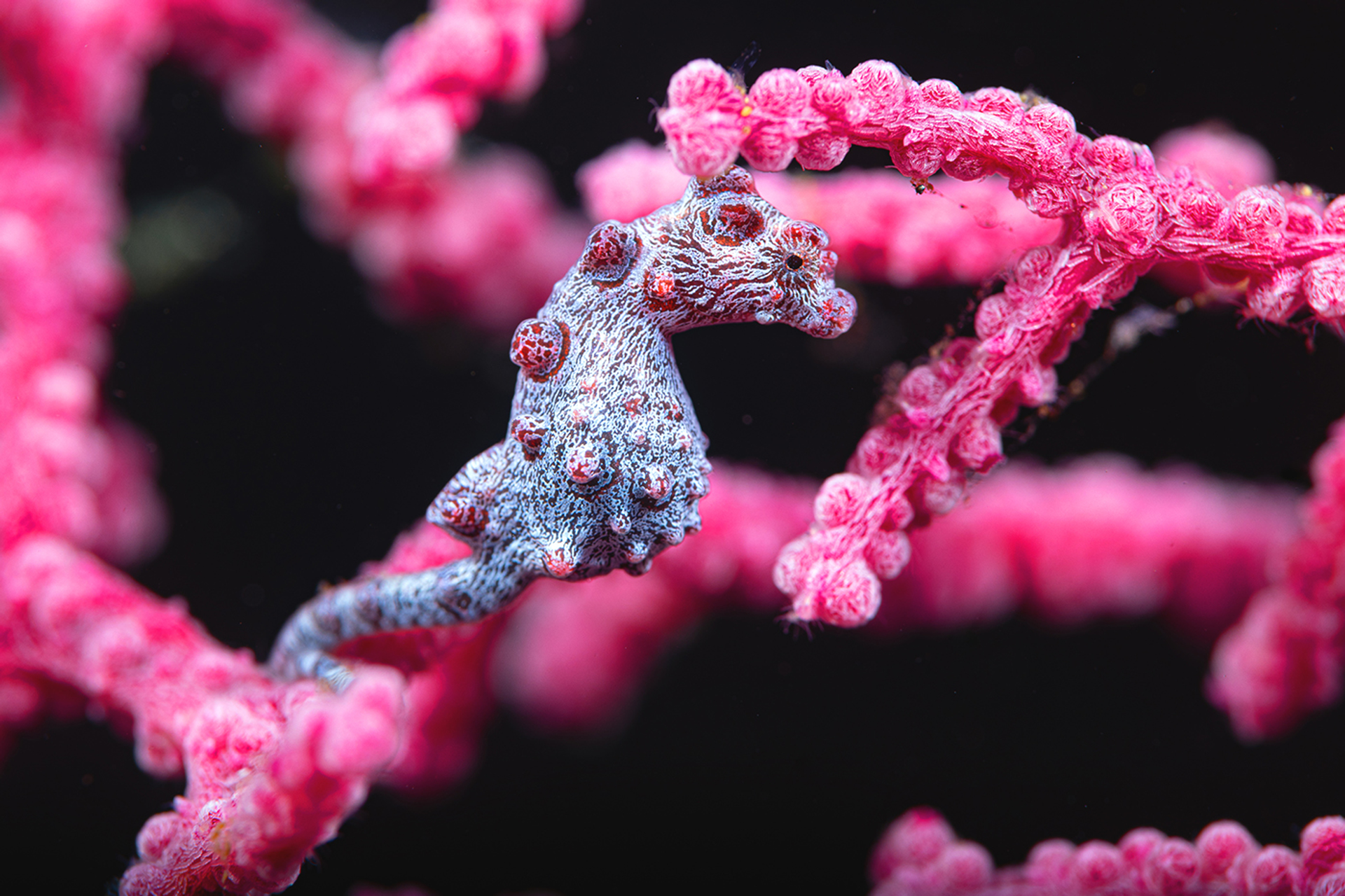 3OR_Pygmeezeepaardje-1658154967