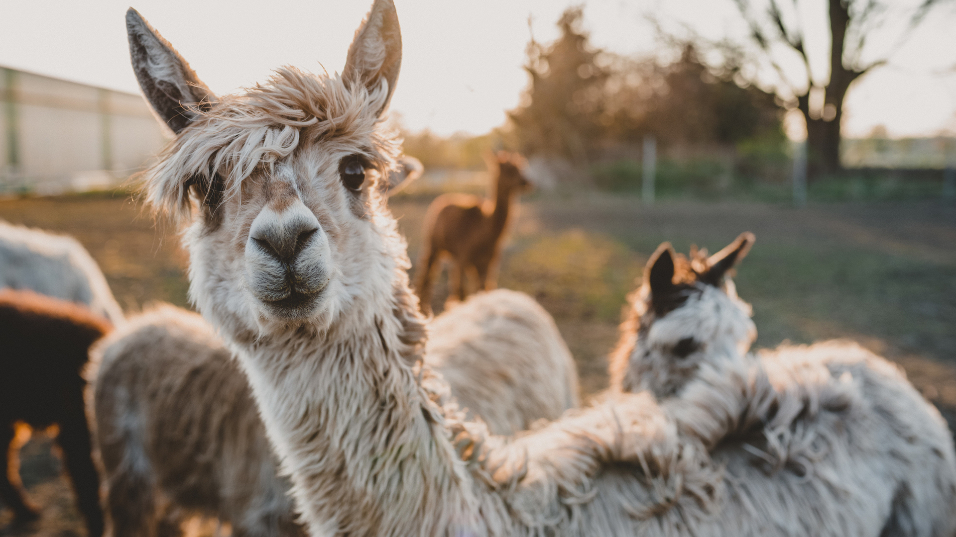 shutterstock_1373743937-1625662704