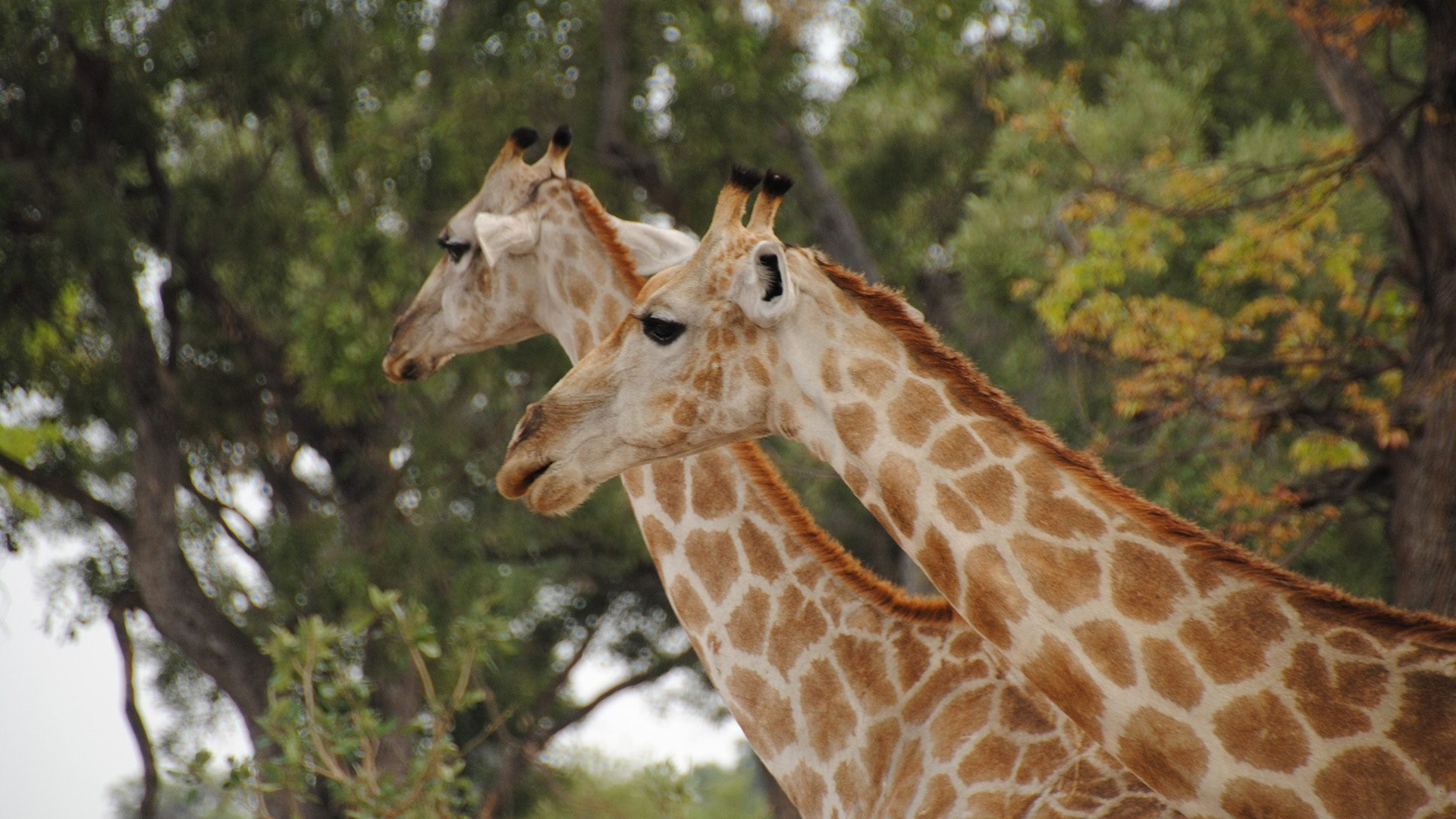 0cea326f-07c2-4ea2-b939-b605bf9c072f-1605104643