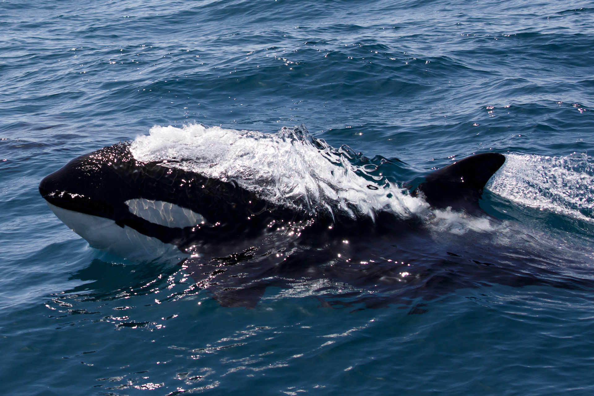 shutterstock_1072774997-1686646871