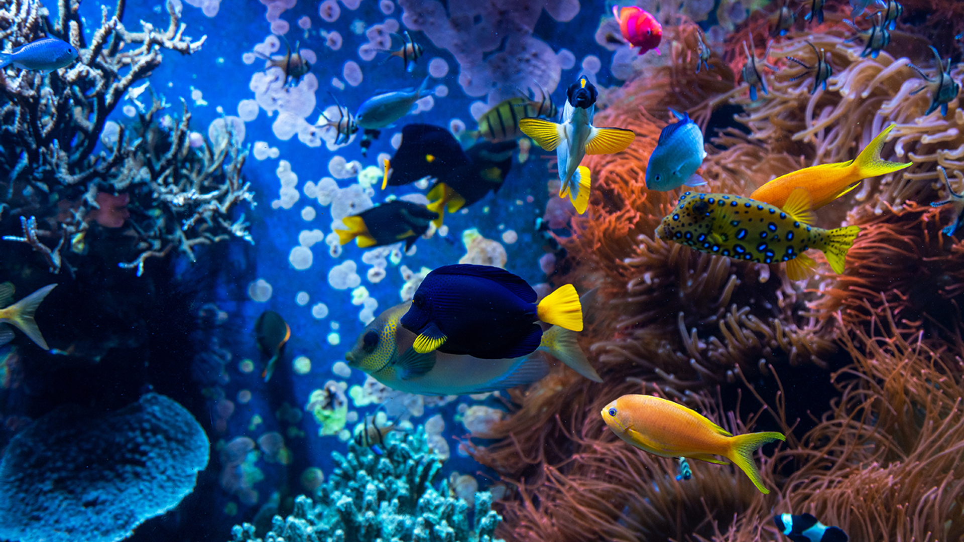 3OR_Koraalriffen_onder_water_zee_vissen-1656582618