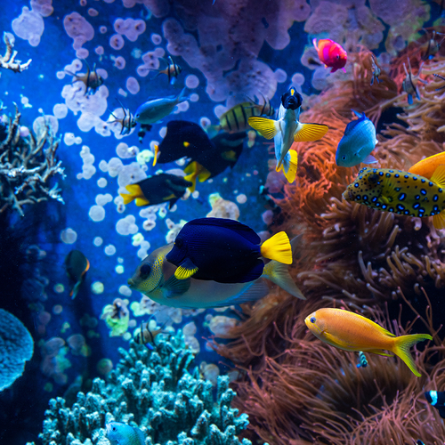 Koraalboerderij op de Bahama’s: laatste hoop voor onze oceanen?