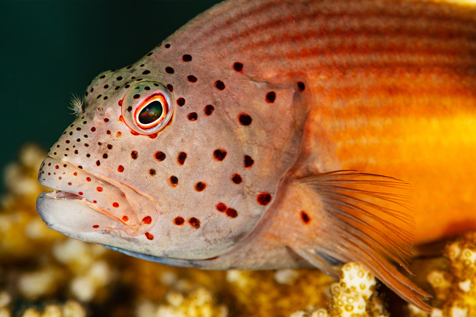 3OR_Koraalklimmer-1658154972