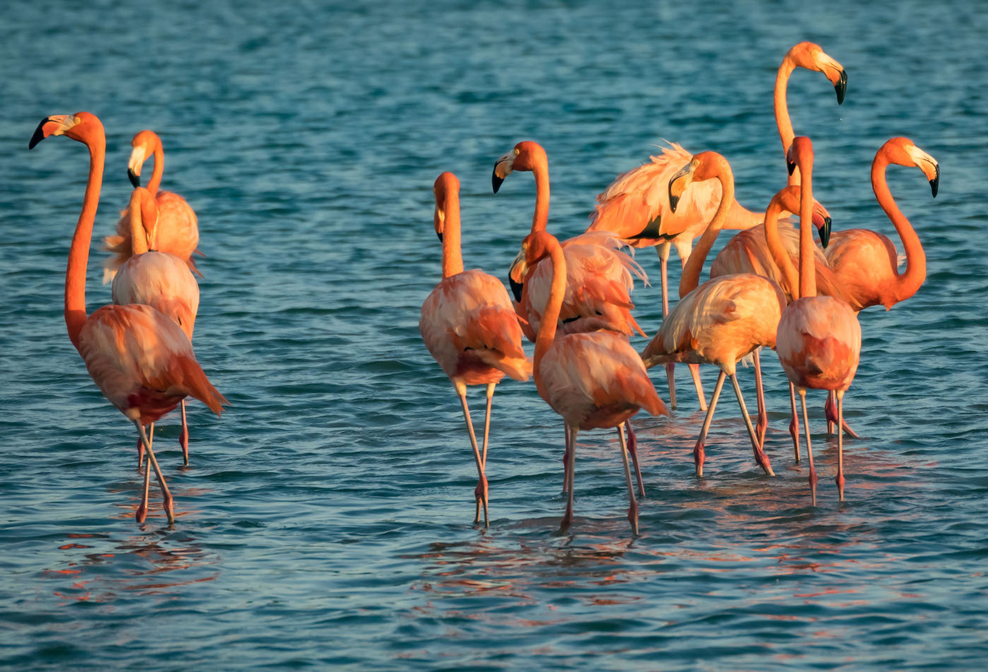 shutterstock_1212146893-1618501985