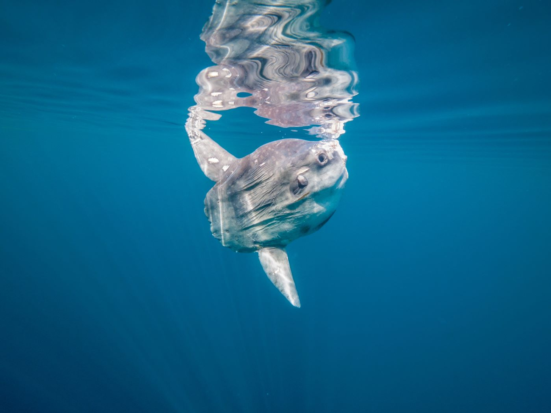 Mark_Subscenic_Harris-1697727981