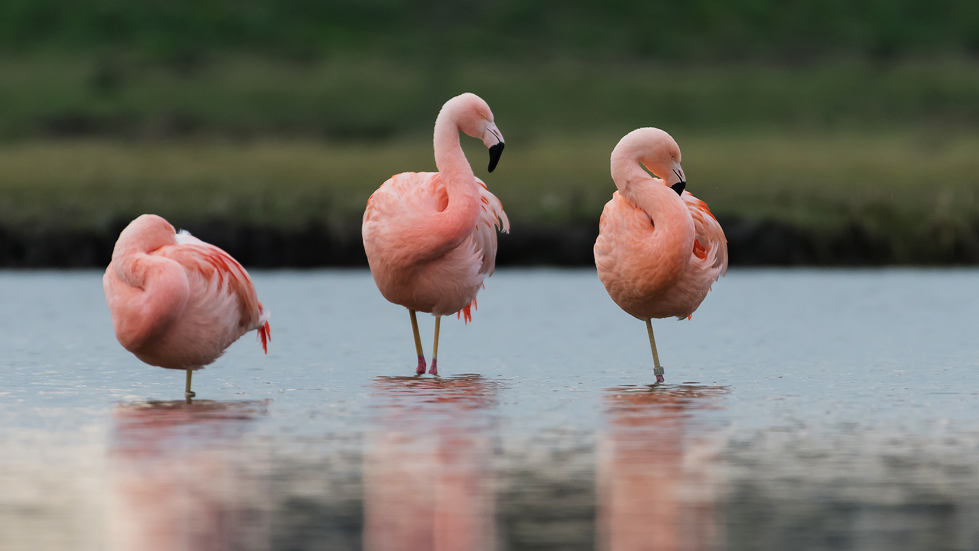 3OR_Groenzoom_Nederland_flamingo-1652280369