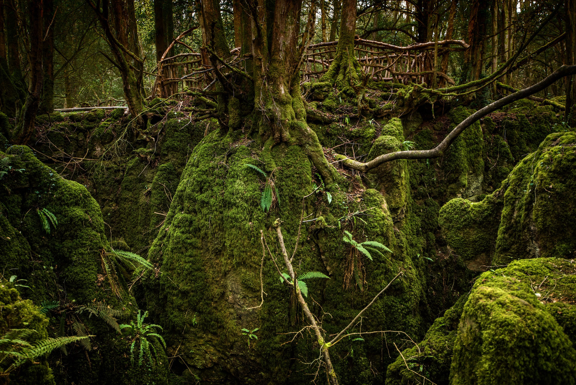 13ab5366-c19b-4316-a7b2-1bb49a79b88c-1604945636-1629186545