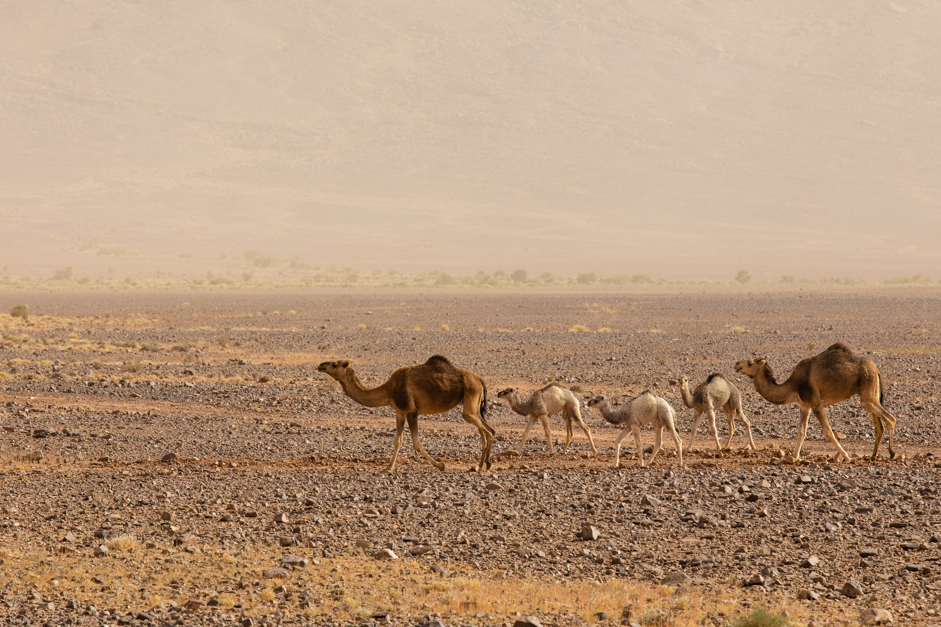 MichaelaZolakova___Shutterstock.com-1650619888