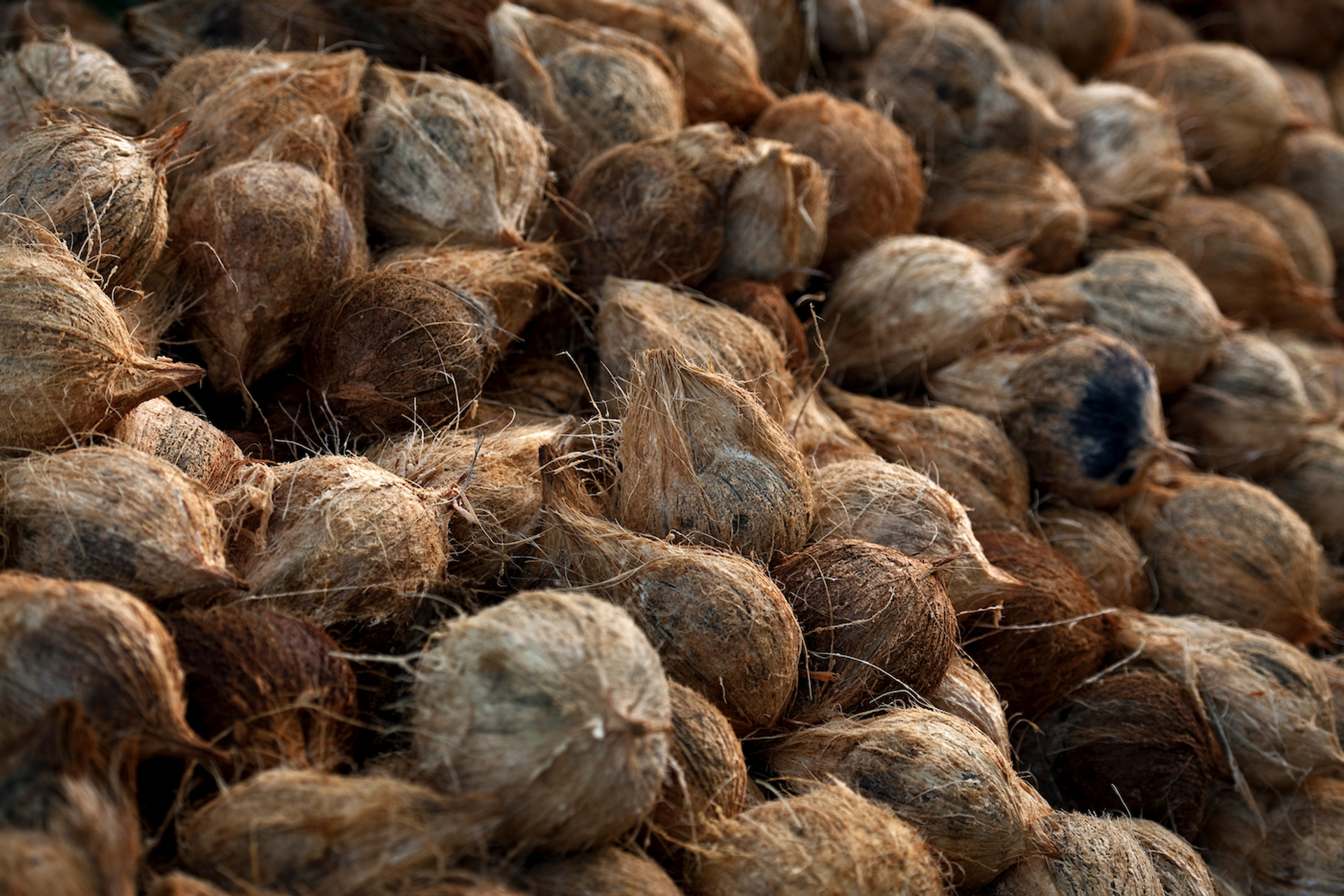 shutterstock_562170541-1706719475