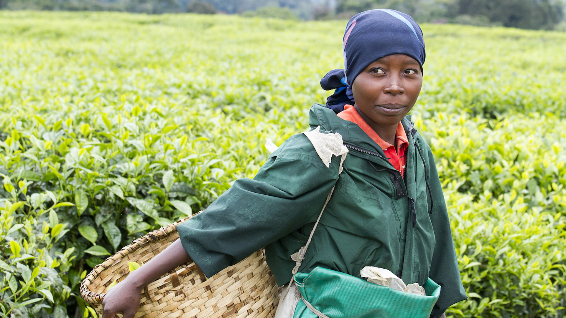 shutterstock_352187606-1619194357