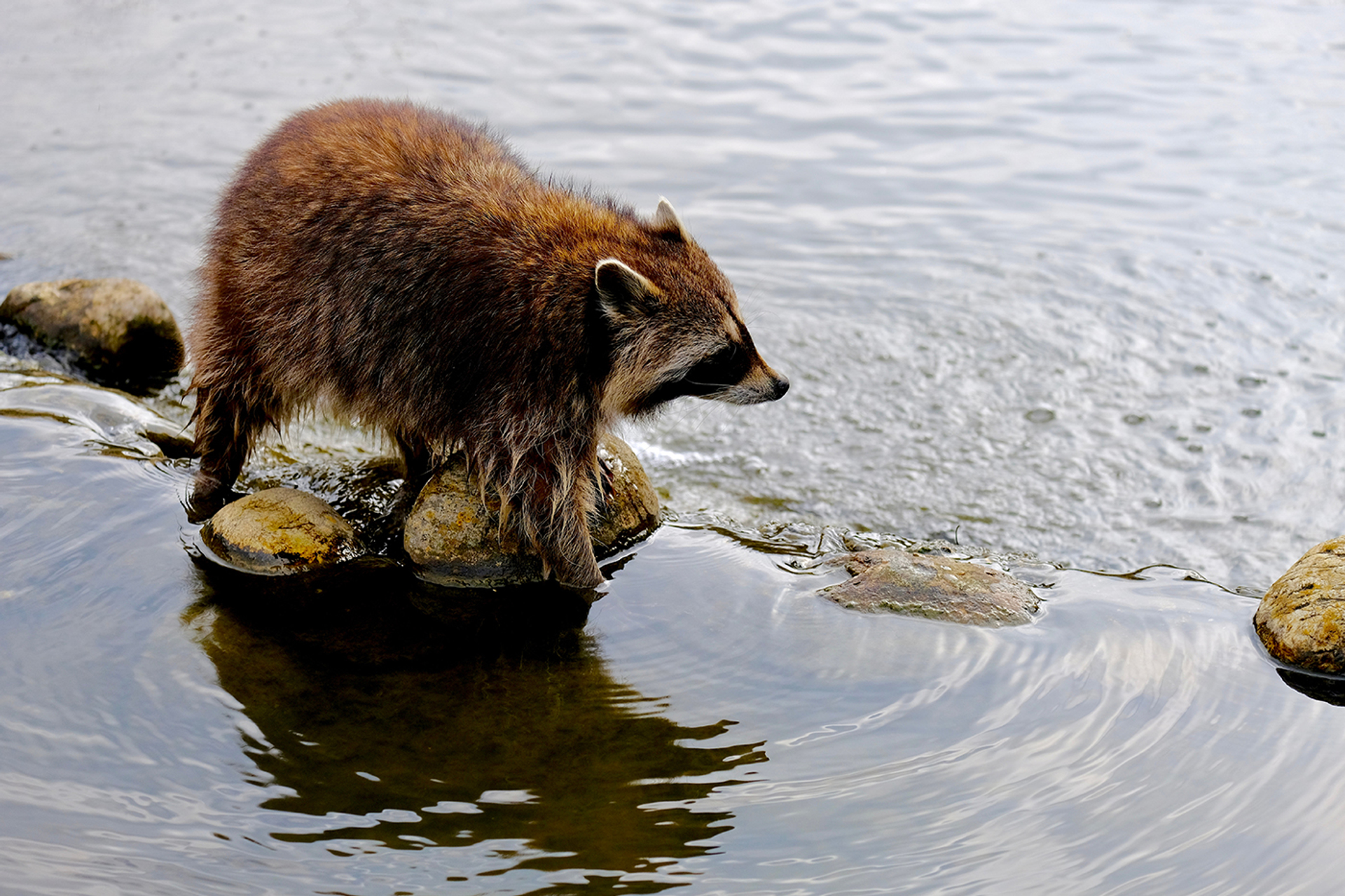 3OR_Wasbeer_Nederland-1652282635