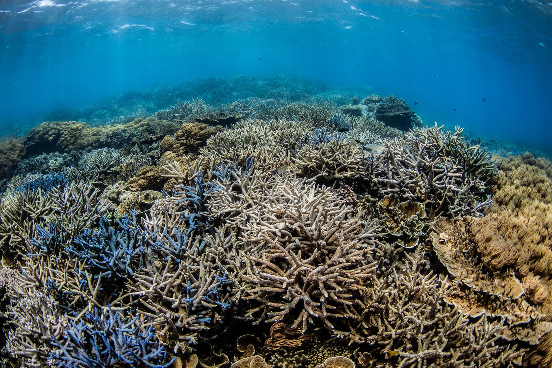 Reef_Star_4_years_later-1747404961