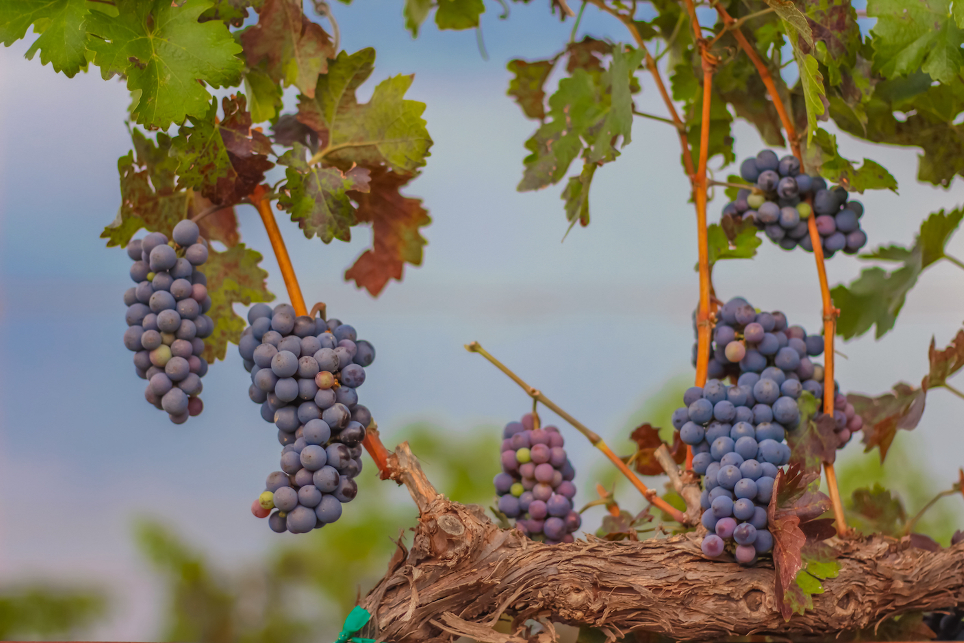 shutterstock_Jacomergo_grape-1677777762