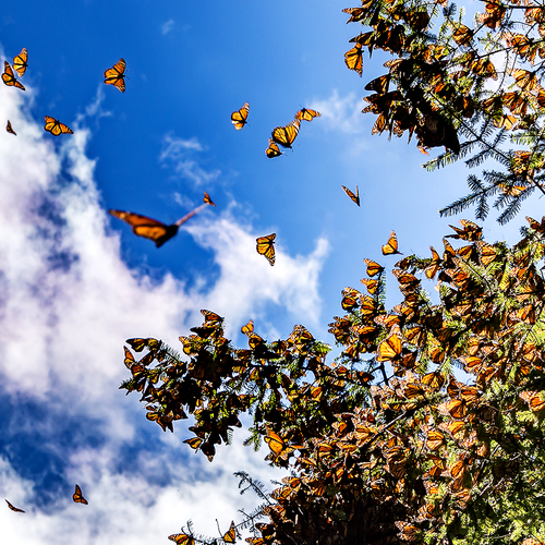 De migratie van de Monarchvlinder: In dit reservaat bewonder je het natuurspektakel