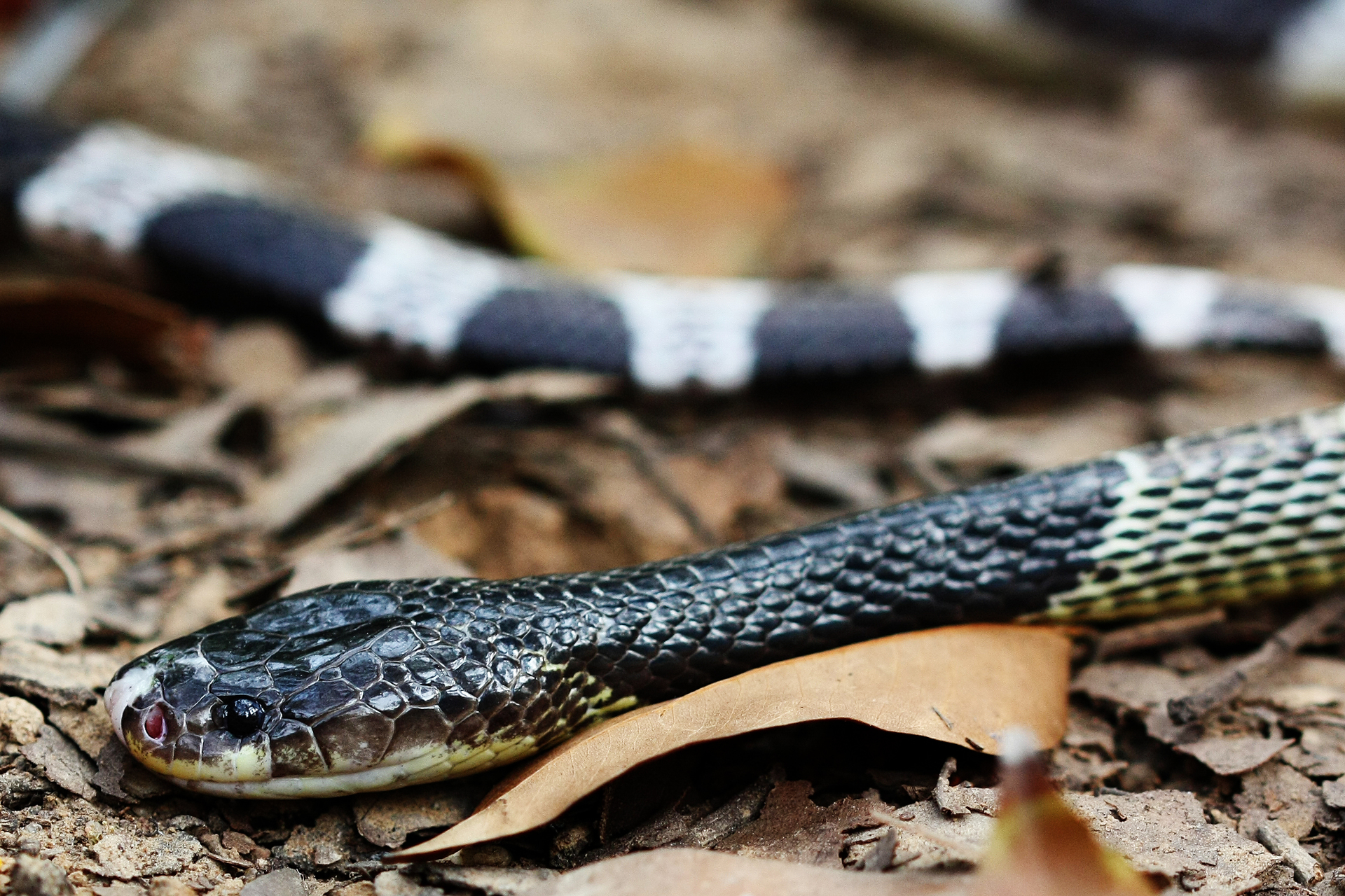 Krait_copyright_Jory_van_Thiel-1655383646