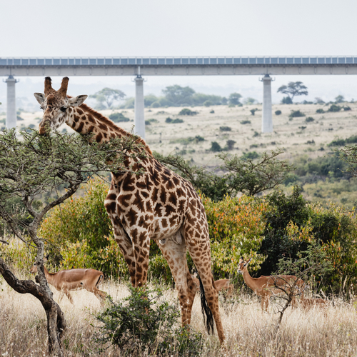 De controverse rond Kenia’s door China aangelegde 'safaritrein'