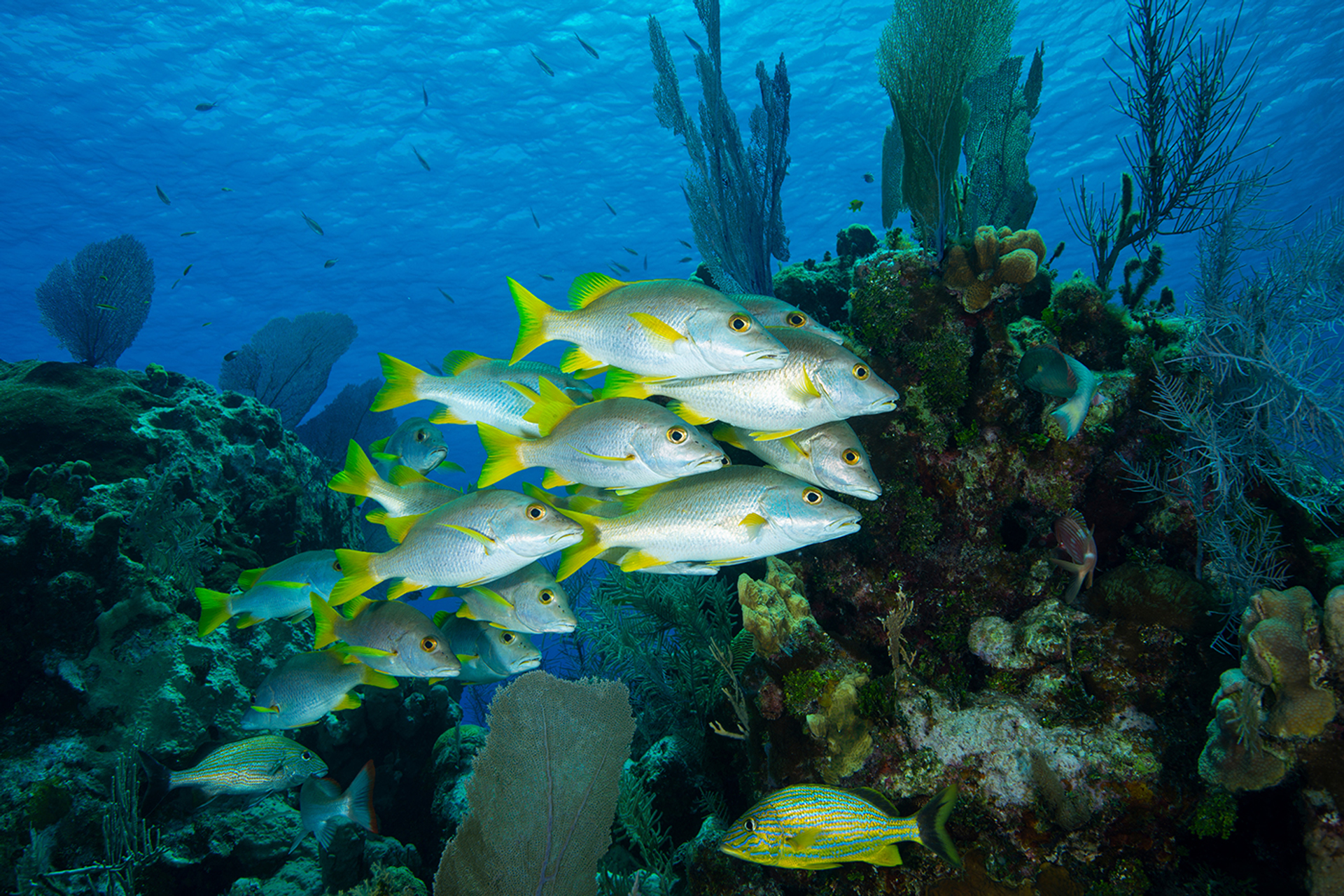 3OR_Little_Cayman_Island_Carai_ben-1656582775