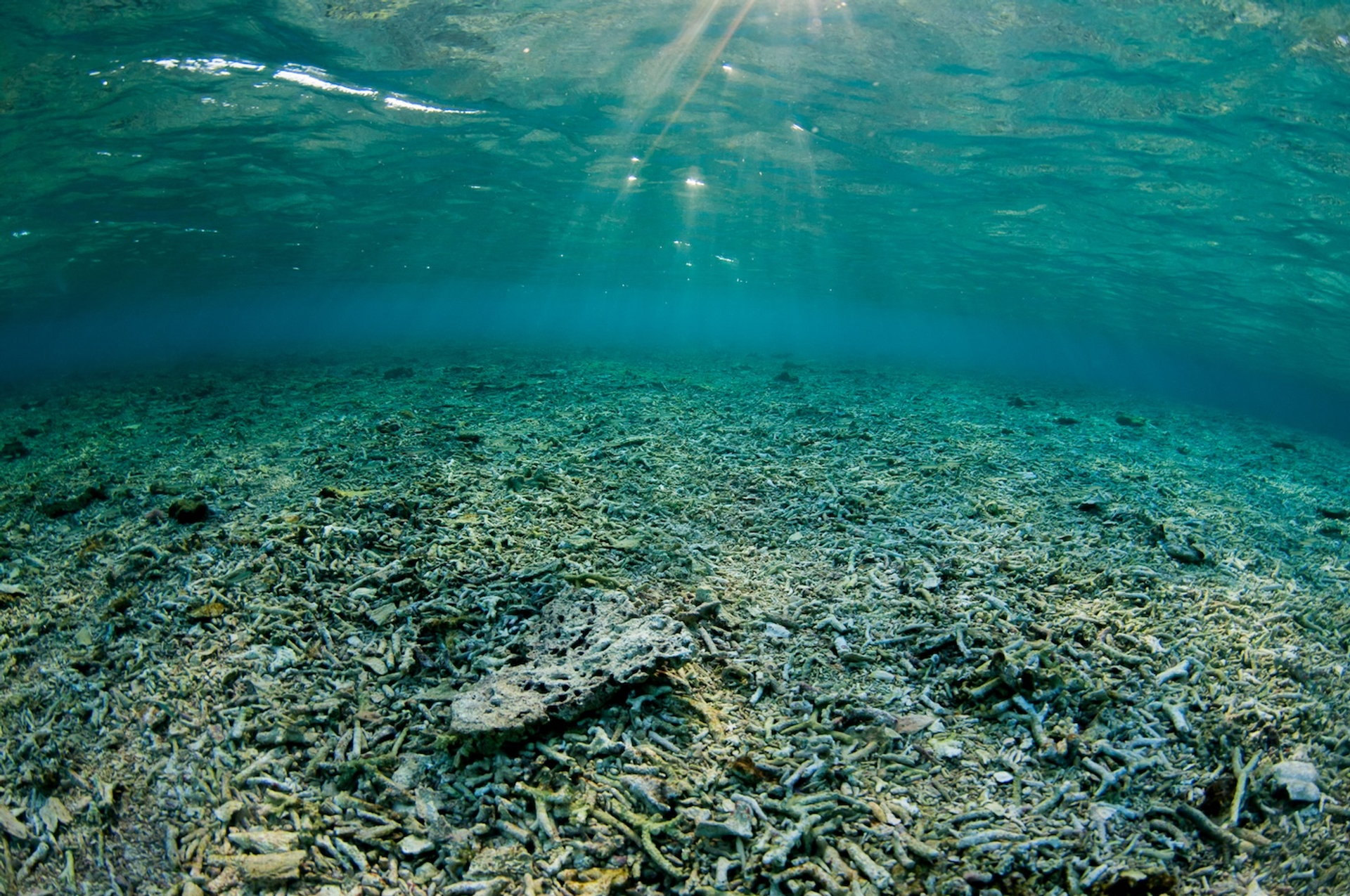 Afbeelding van Tussen verval en veerkracht: hoe gaat het met het Great Barrier Reef?