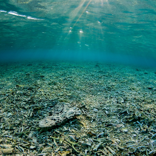Tussen verval en veerkracht: hoe gaat het met het Great Barrier Reef?