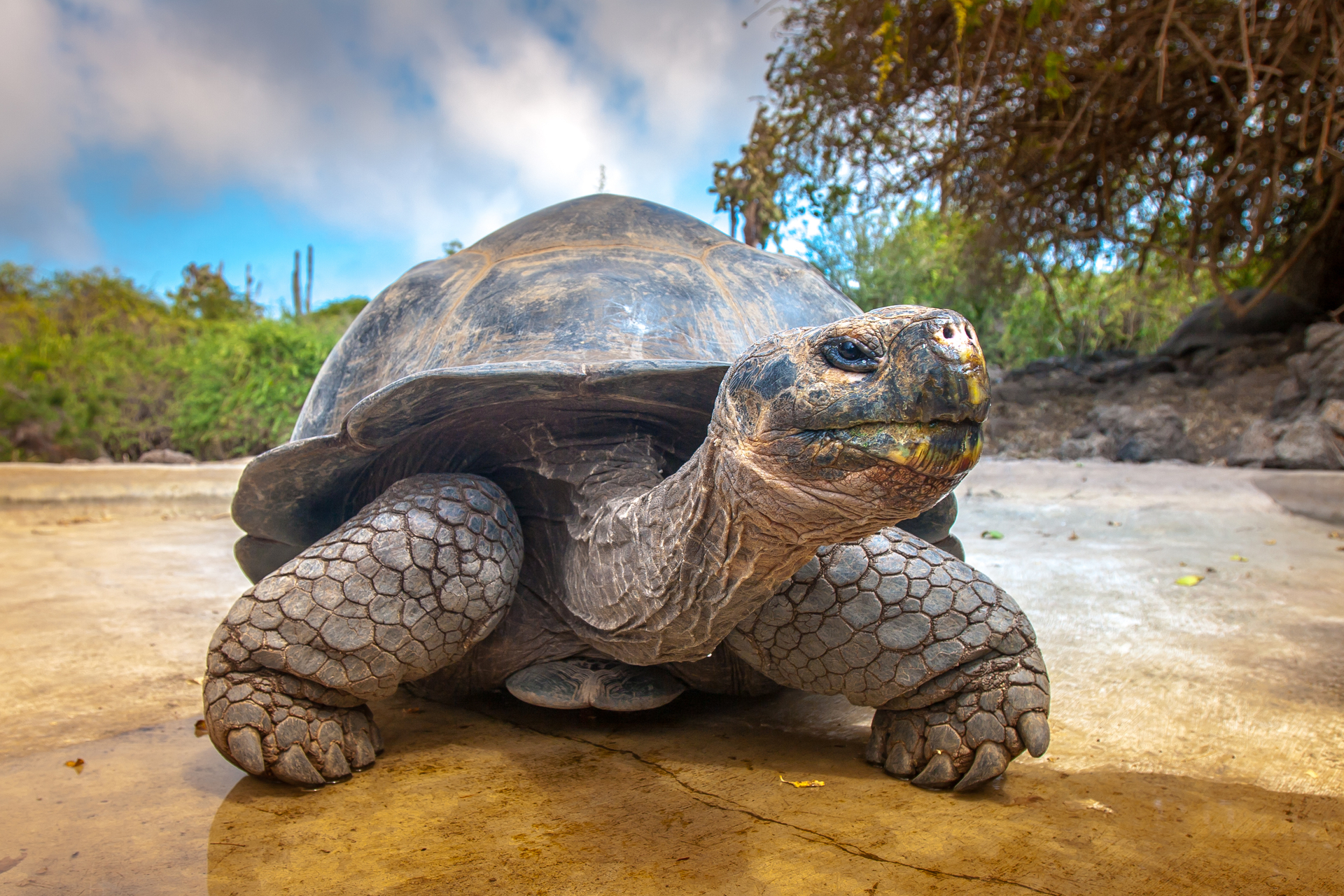 3OR_Galapagos_schildpad-1668778937