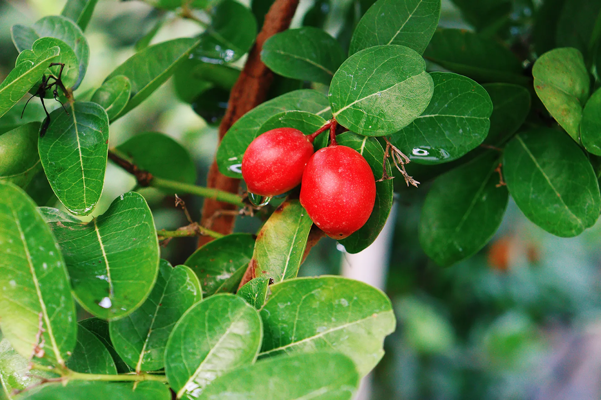 3OR_Wonderbes_Zuid-Afrika-1655882943