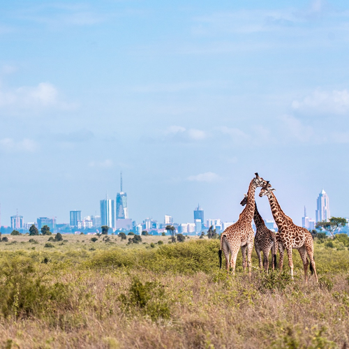Nairobi: een stad waar verschillende contrasten zichtbaar zijn