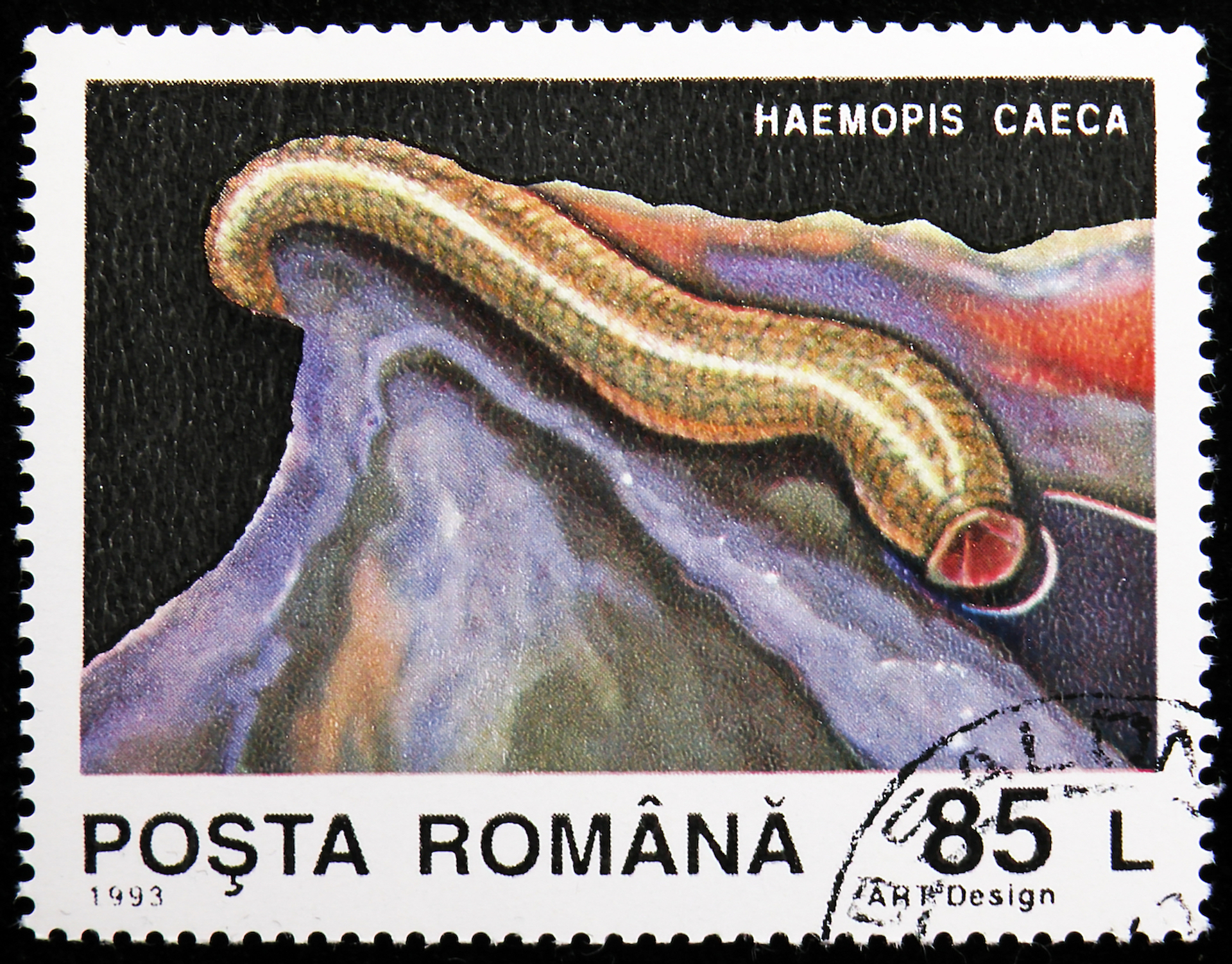 Mirt_Alexander_2-1636119846