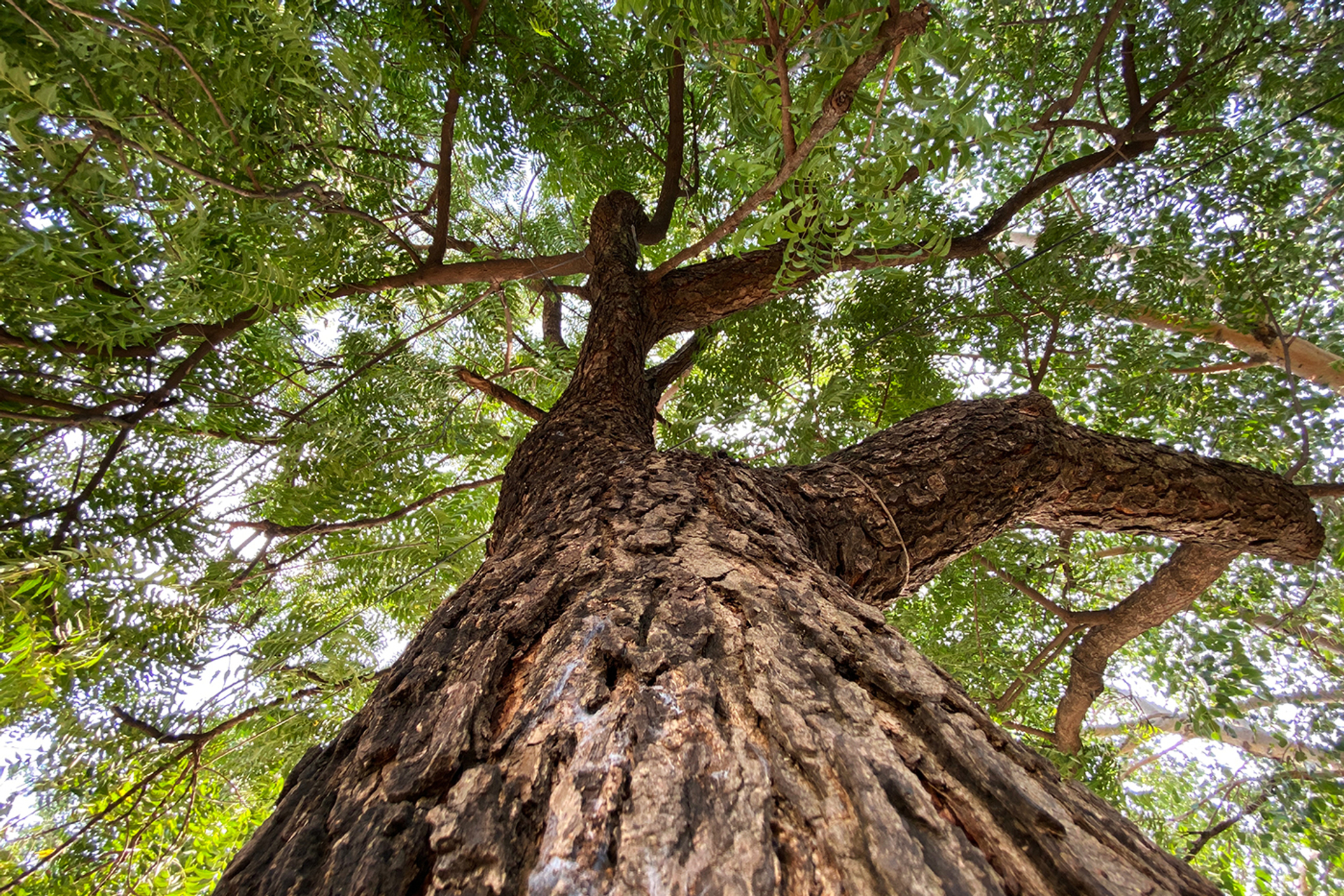 3OR_India_Neemboom_tropische_boom-1655369712