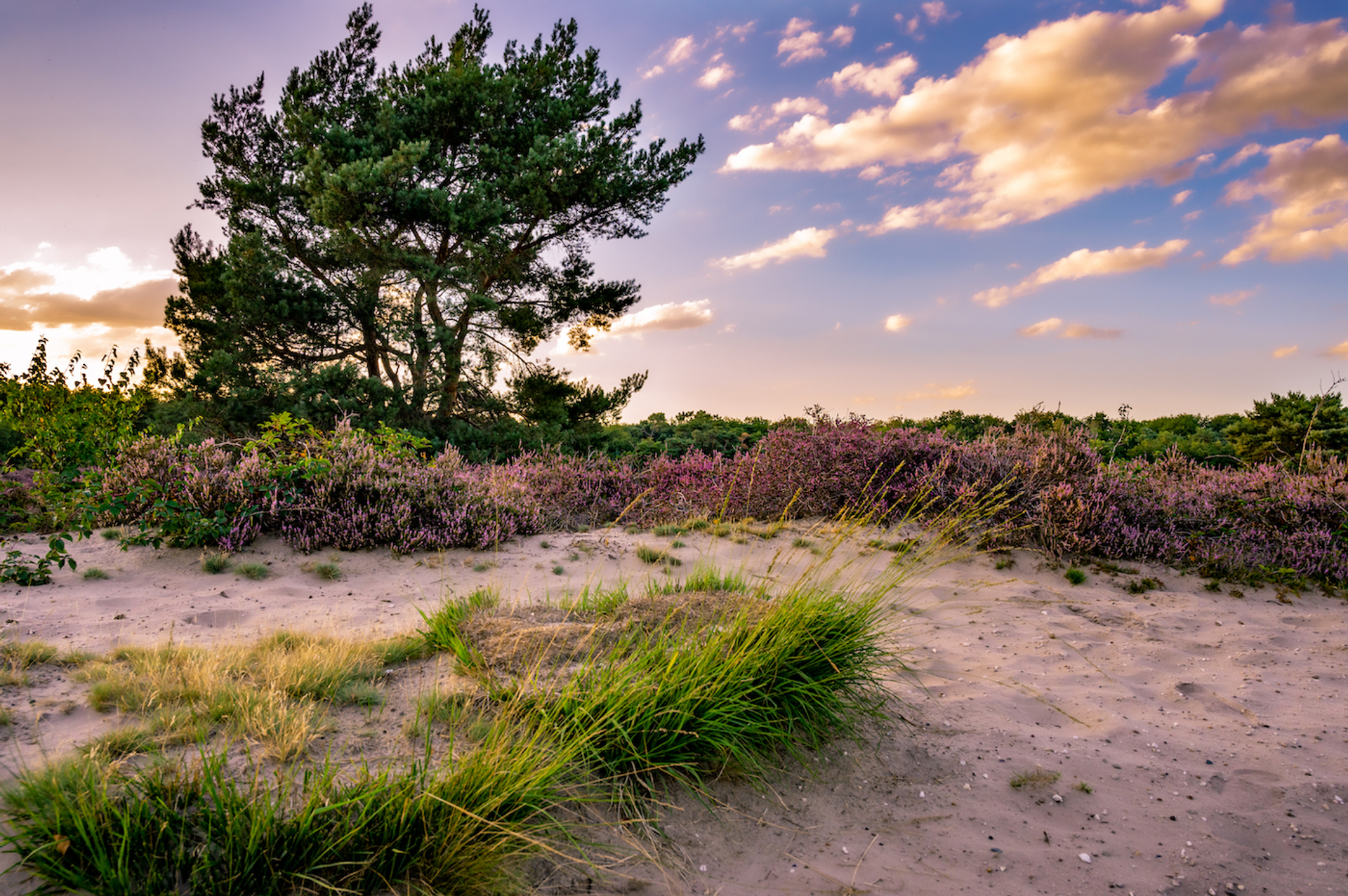 Kevin_Pluk-1684082400