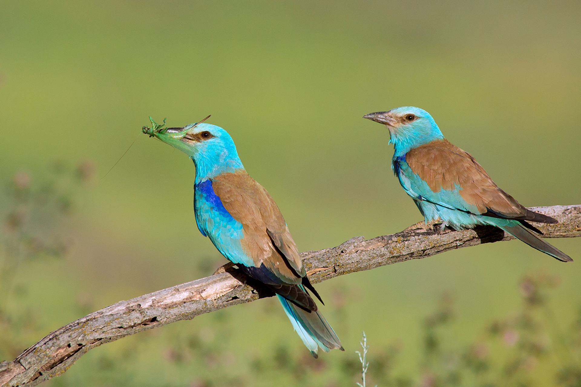 3OR_Vogels_Kirgizie-1666353700