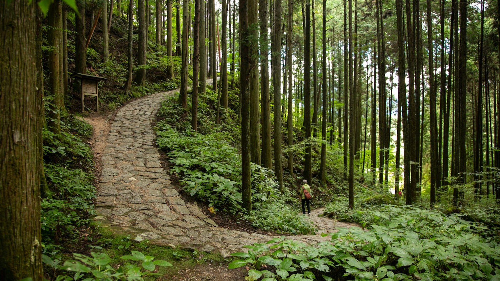 shutterstock_2405957719-1747232604