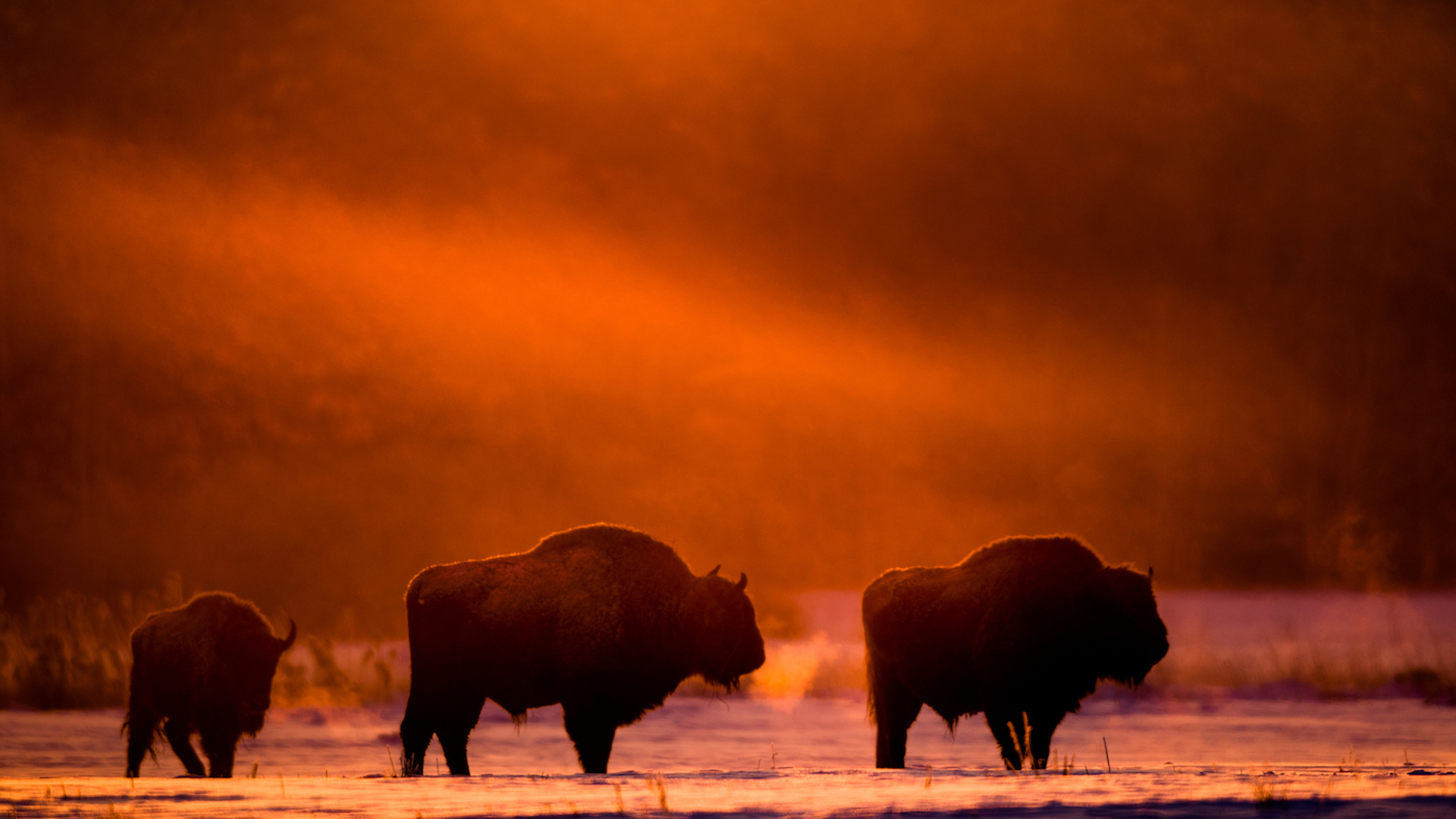 shutterstock_1522637189-1642582799