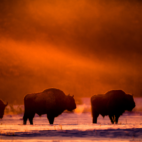 Bialowieza: het laatste oerbos van Europa