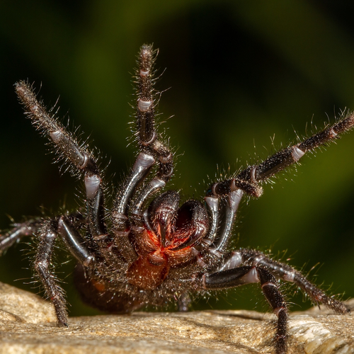 Australië kampt met een heel ander soort 'spidey season': een jaar van Bijbelse plagen