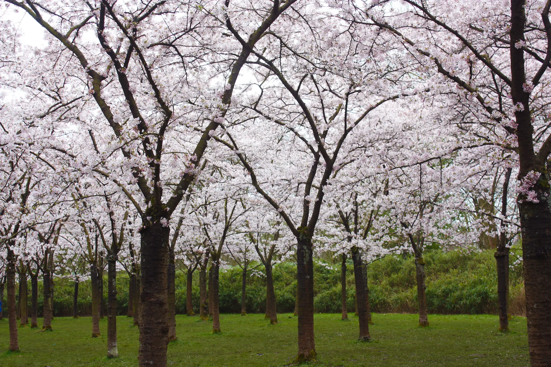 Photoshop_Cherry_Blossom_2.1-1680188941