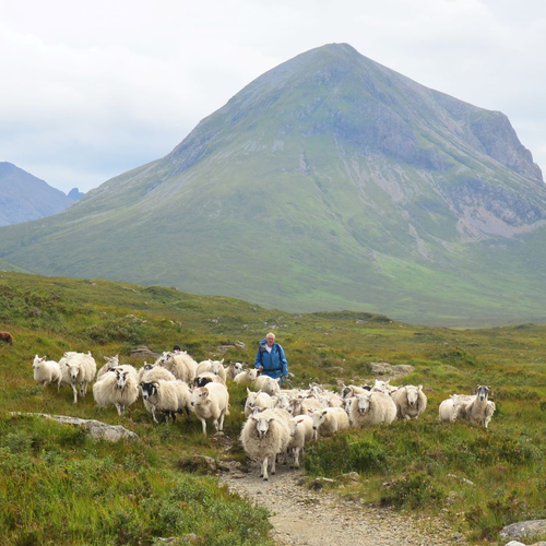 De vergeten traditie die Europa verbindt: transumanza