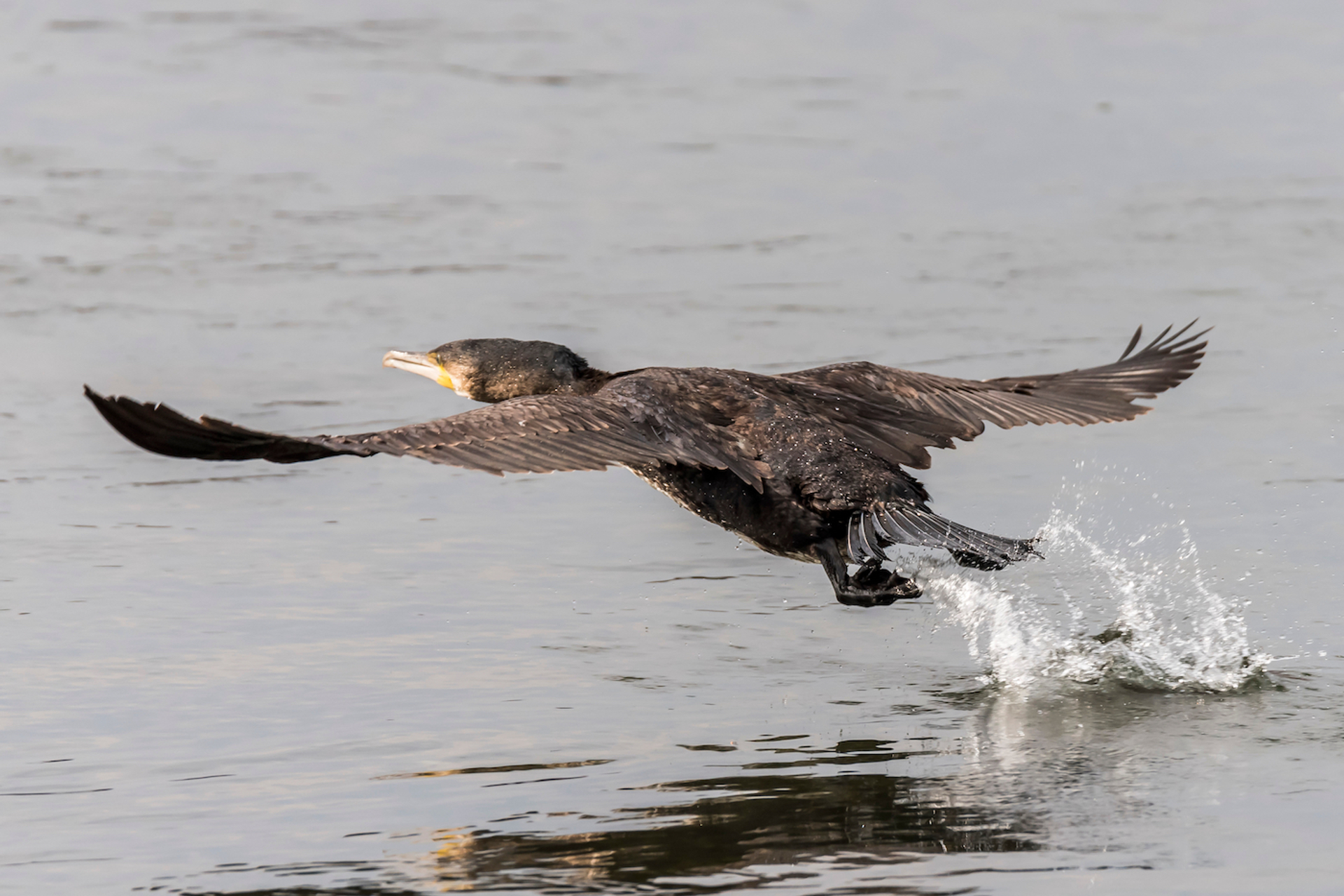 shutterstock_1372049870-1686810349