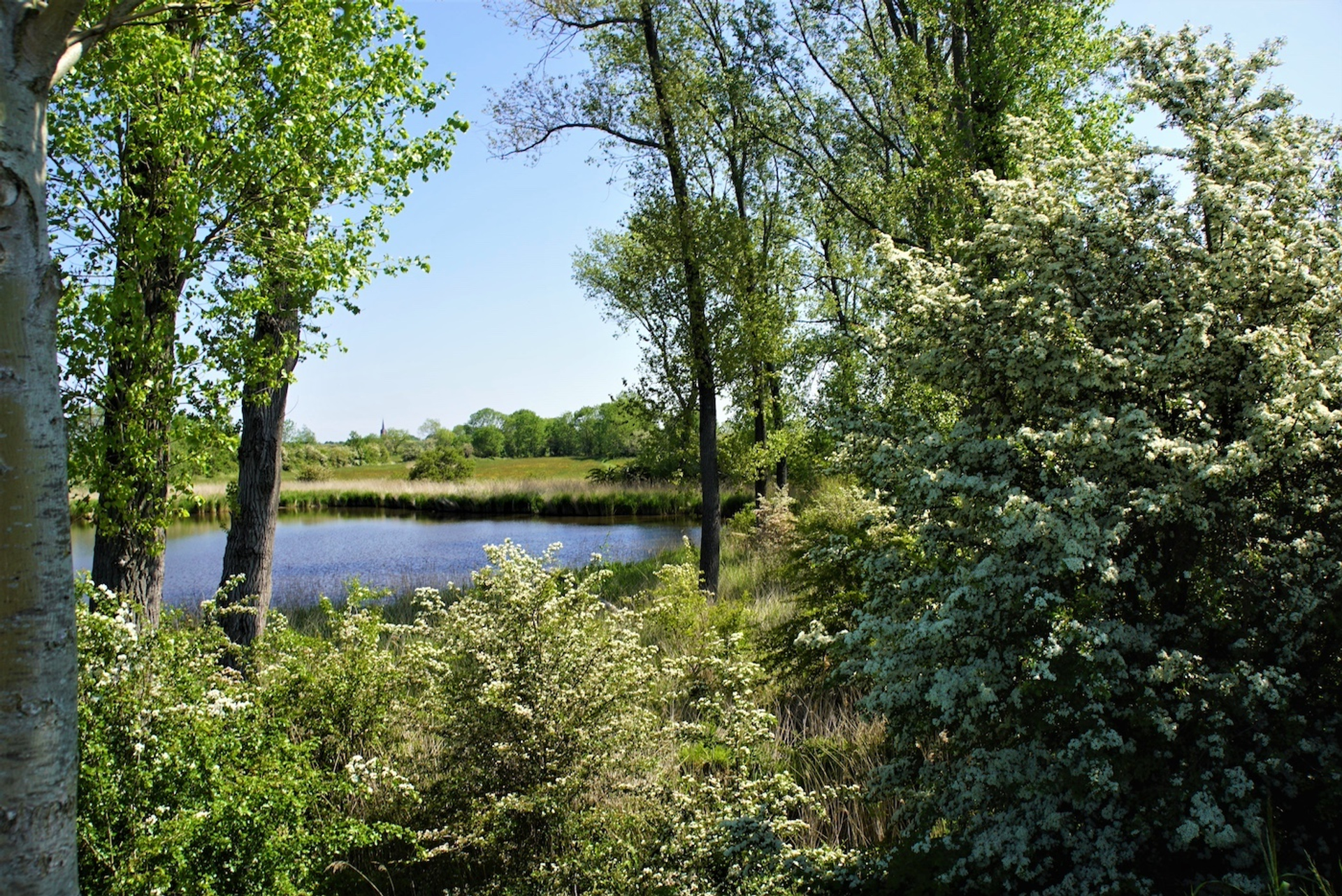 Nisse_kopie-1716910977