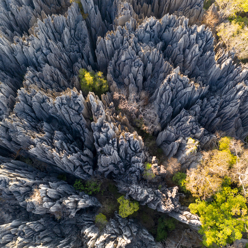 Over gammele touwbruggen door vlijmscherp ‘messenbos’ op Madagaskar
