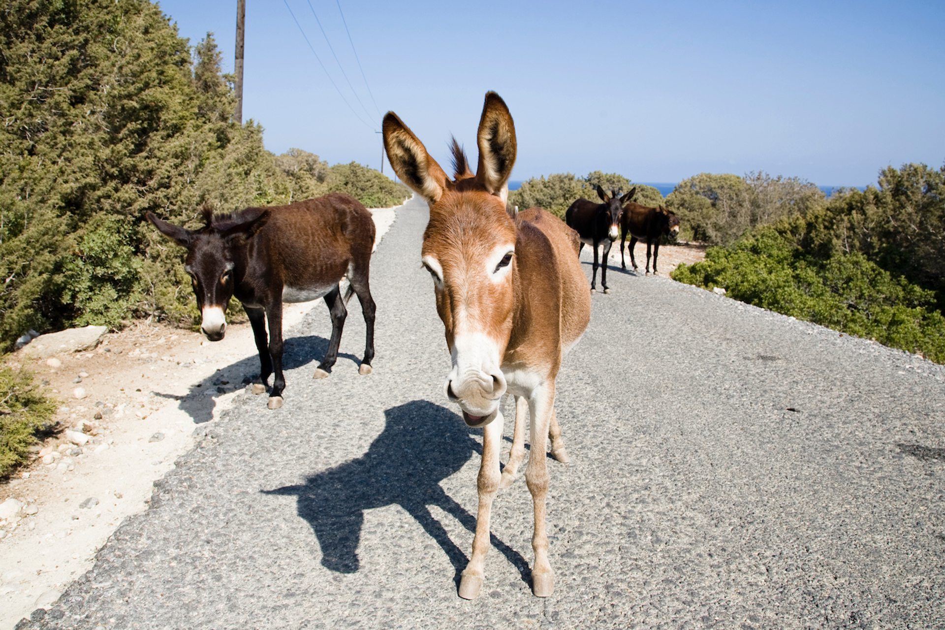 shutterstock_1647918232-1688642628