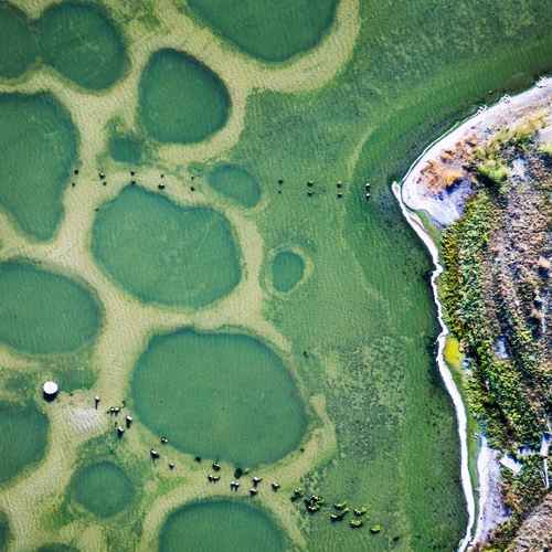 Canadees meer verandert elke zomer in honderden kleurrijke vijvers